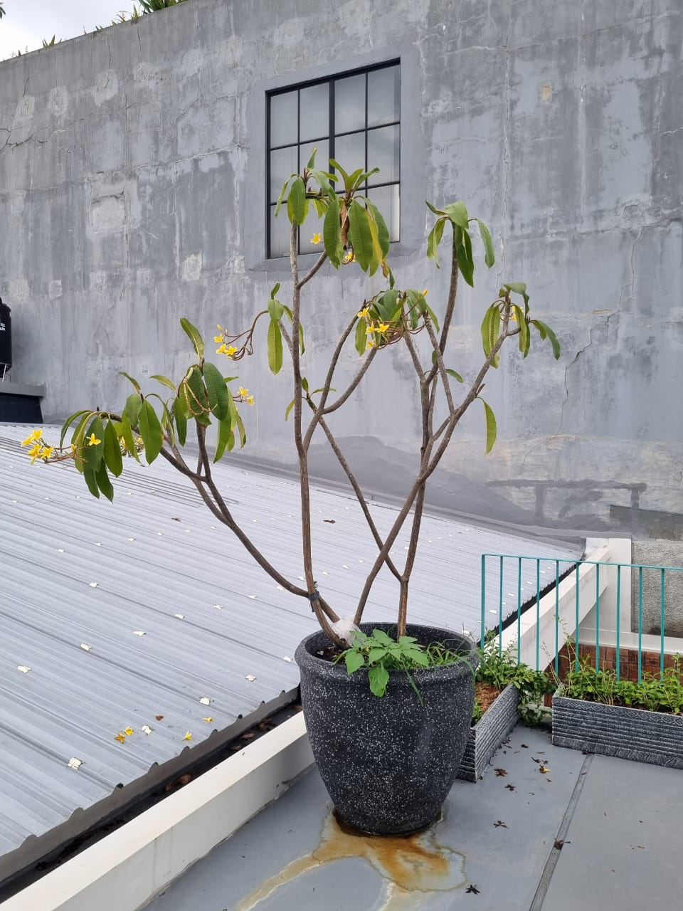 Rumah Disewakan di Kemang Jakarta Selatan